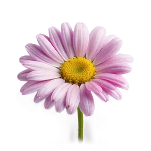 Pink Daisy Flowers PNG Qto PNG