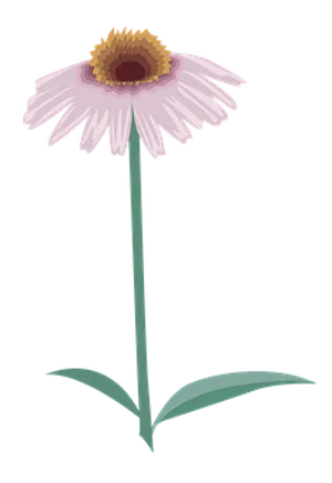 Pink Daisy Illustration