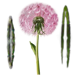 Pink Dandelion PNG Pca94