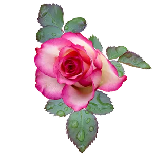 Pink Edged Rosewith Dewdrops.png