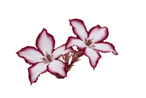 Pink Edged White Flowers Black Background