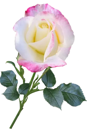 Pink Edged White Rose Isolated
