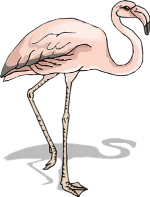 Pink Flamingo Cartoon Illustration