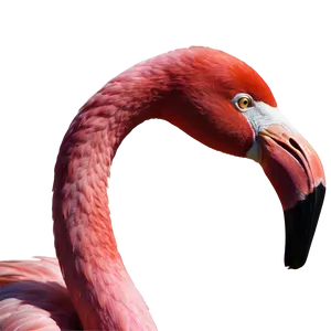 Pink Flamingo Icon PNG Slr91 PNG