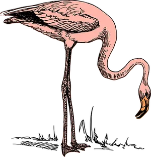 Pink Flamingo Illustration
