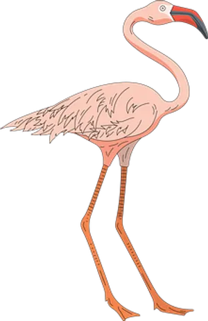Pink Flamingo Illustration