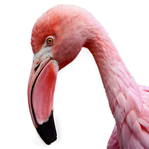 Pink Flamingo Sticker Png 73 PNG image