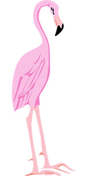 Pink_ Flamingo_ Vector_ Illustration PNG image