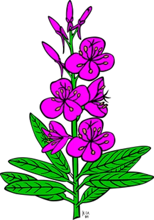 Pink Floral Illustrationon Black Background