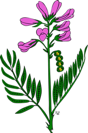 Pink_ Flower_and_ Fern_ Illustration
