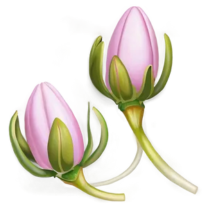 Pink Flower Bud PNG 05242024