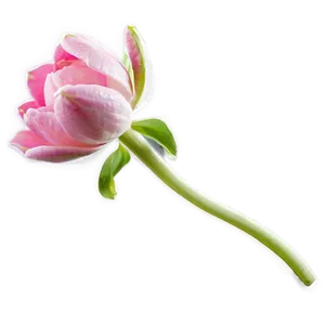 Pink Flower Bud PNG 05242024