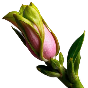 Pink Flower Bud PNG 34
