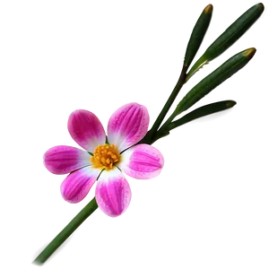 Pink Flower Close-up PNG 83