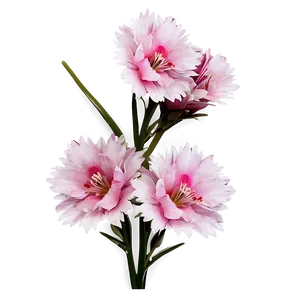 Pink Flower Close-up PNG Fwq