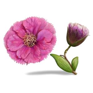 Pink Flower Close-up PNG Hbi
