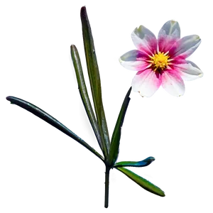 Pink Flower In Sunshine PNG 41