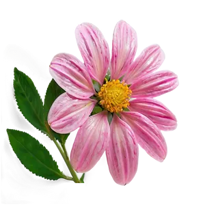 Pink Flower In Sunshine PNG 52