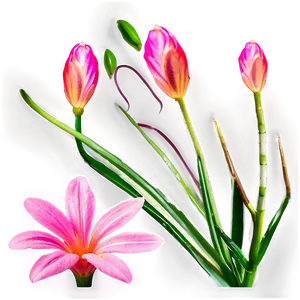 Pink Flower In Sunshine PNG Qef