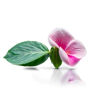Pink Flower Petal Detail PNG 05242024
