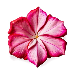 Pink Flower Petal Detail PNG Awh