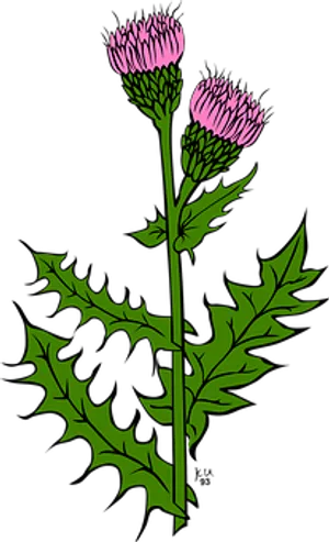 Pink Flowered Plant Illustration