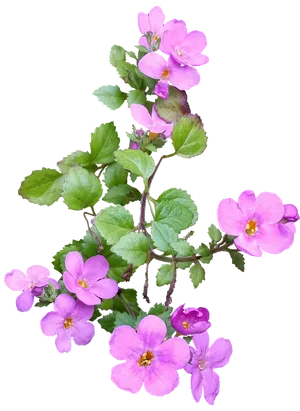 Pink Flowering Branch Isolated