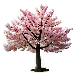 Pink Flowering Tree Png 05242024 PNG image