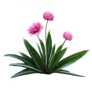 Pink Flowers Isolated Png Qdq16 PNG image