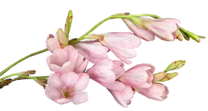 Pink Freesia Flowers Transparent Background