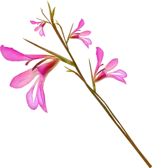 Pink Gladiolus Flower Stem PNG image