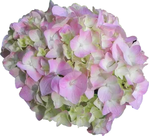 Pink Green Hydrangea Bloom PNG image