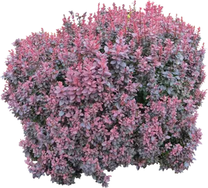Pink Green Leaved Bush Isolated PNG image