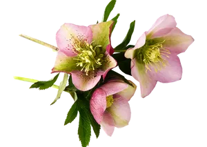 Pink Hellebore Blooms Transparent Background