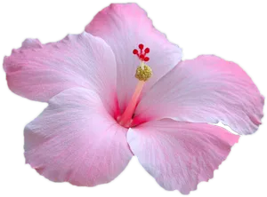 Pink Hibiscus Flower Black Background
