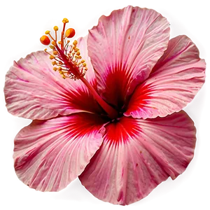 Pink Hibiscus Png 05232024 PNG image
