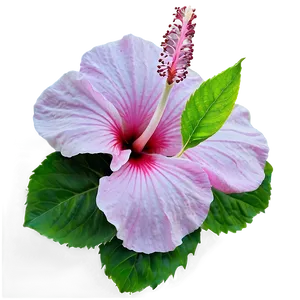 Pink Hibiscus Png 05242024 PNG image