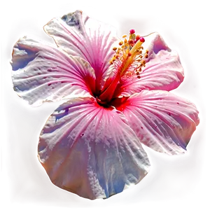 Pink Hibiscus Png Axr46 PNG image