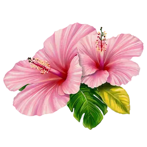Pink Hibiscus Tropical PNG 05242024