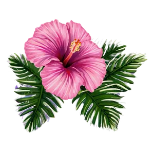 Pink Hibiscus Tropical PNG 05242024
