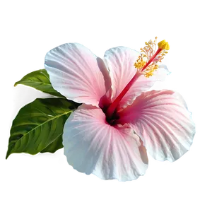 Pink Hibiscus Tropical PNG Lmf