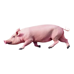Pink Hog PNG 4 PNG