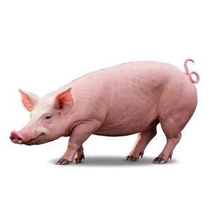 Pink Hog Png 71 PNG image