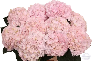 Pink Hydrangea Blooms Floral Display PNG image