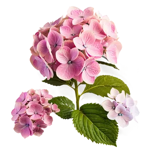 Pink Hydrangea Png 91 PNG image