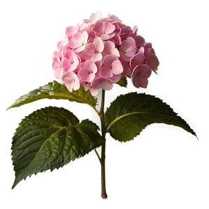 Pink Hydrangea Png Mva PNG image