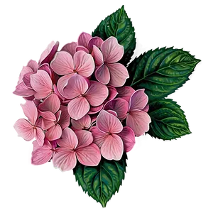 Pink Hydrangea Png Nse83 PNG image