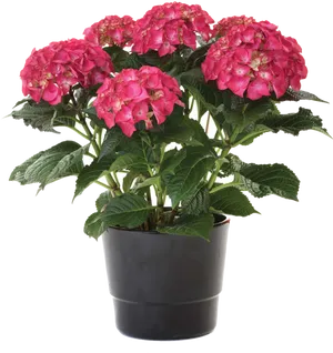 Pink Hydrangeain Pot PNG image