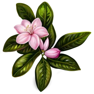 Pink Jasmine Flowers Png 05242024 PNG image