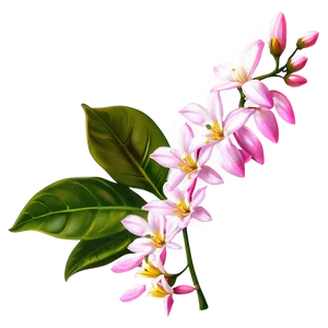 Pink Jasmine Flowers Png 05242024 PNG image